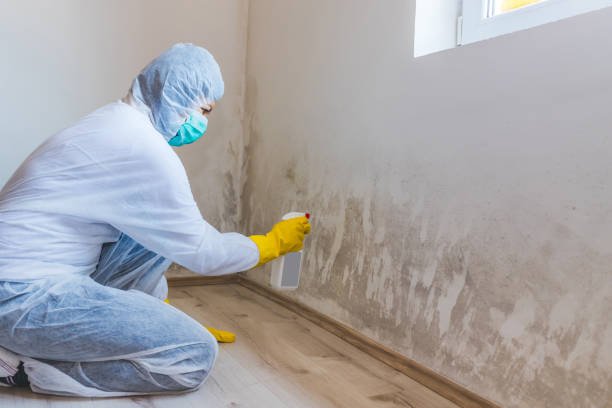 Licensed Mold Testing service in Bohemia, NY - WQB Mold Removal